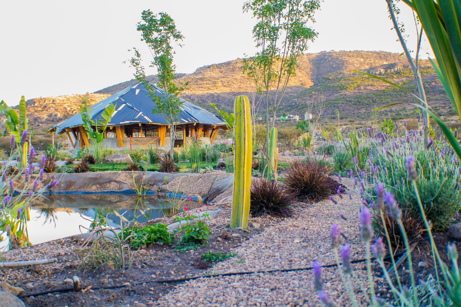 Vista del Shala desde jardín con cactus y lavanda en Reserva X